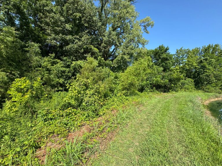 Overgrown brush on the left and freshly cleared levee on the right, showing the difference in a single afternoon of work in Millington, Tennessee