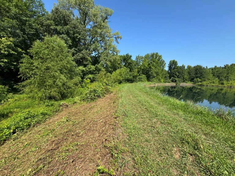Pond levee and shoreline cleared of overgrown brush, with mowed access path restored alongside the water in Millington, Tennessee