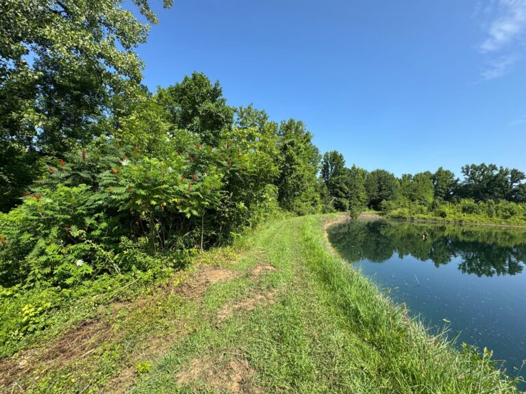 Pond bank cleared and mowed with open water visible, land clearing work in Millington, Tennessee