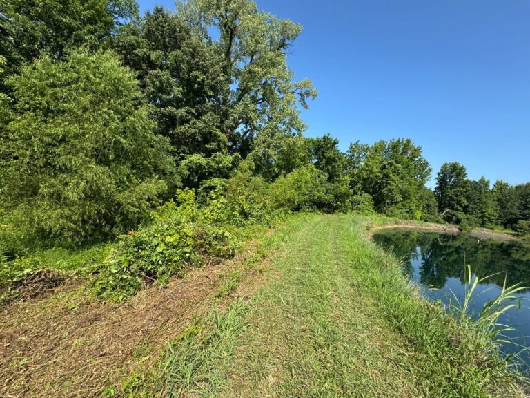 Pond shoreline cleared of briars and overgrown brush by 4Evergreen Landscaping in Millington, Tennessee